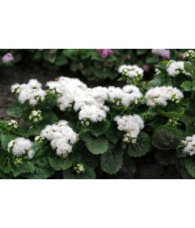 Агератум White, кассета 6штук