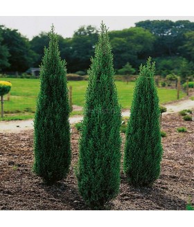 Можжевельник  Хиберника (Juniperus communis Hibernica) 