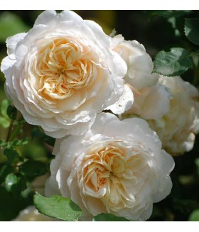 Роза парковая английская Crocus Rose контейнер 5л