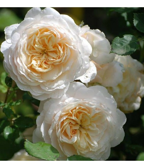 Роза парковая английская Crocus Rose контейнер 5л Роза парковая английская Crocus Rose контейнер 5л