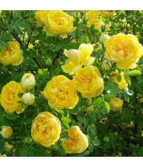 Роза парковая английская Persian Yellow контейнер 5 л