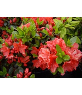 Рододендрон тупой Гейша Орандж (Rhododendron obt. 'Geisha orange) контейнер 2л