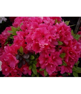 Рододендрон тупой Канцонетта (Rhododendron obt. 'Canzonetta) контейнер 2л