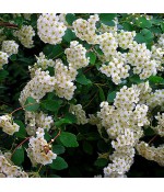 Спирея вангутта (Spiraea vanhouttei) контейнер 3л