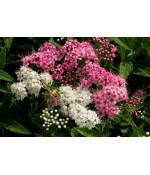 Спирея японская Генпей (Spiraea japonica 'Genpei') контейнер 3л