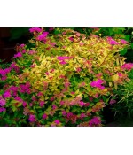 Спирея японская Голден Принцесс (Spiraea japonica 'Golden Princess') контейнер 3л