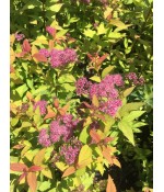 Спирея японская Файерлайт (Spiraea japonica Firelight) контейнер 3л