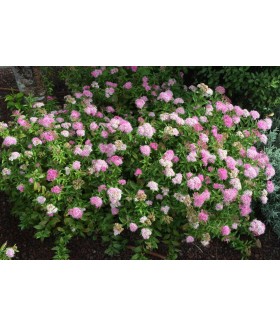 Спирея японская Генпей (Spiraea japonica 'Genpei') контейнер 3л