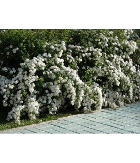 Спирея вангутта (Spiraea vanhouttei) контейнер 3л