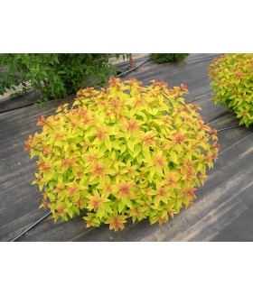 Спирея японская Голден Принцесс (Spiraea japonica 'Golden Princess') контейнер 3л