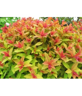 Спирея японская Голдфлейм (Spiraea japonica 'Goldflame') контейнер 3л