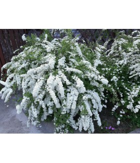 Спирея серая Грефшейм (Spiraea cinerea 'Grefsheim') контейнер 3л