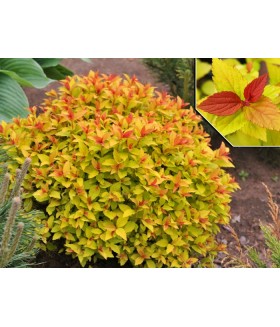 Спирея японская Файерлайт (Spiraea japonica Firelight) контейнер 3л