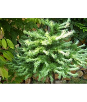 Лиственница Кемпфера (Larix japonica kaempferi) , контейнер 10 л .