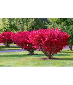 Бересклет европейский ( Euonymus europaeus ) , контейнер 7 л .