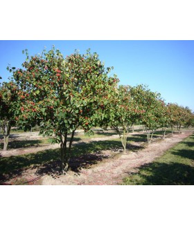 Боярышник Арнольда ( Crataegus arnoldiana ) контейнер 25 л .