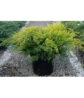 Можжевельник средний Пфитцериана Компакта (Juniperus x media Pfitzeriana Compacta),контейнер 5 л.