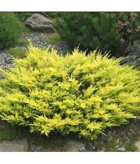 Можжевельник горизонтальный Лайм Глоу (Juniperus horizontalis Lime Glow), контейнер 5 л.