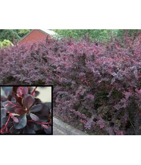 Барбарис тунберга Atropurpurea (Berberis thunbergii Atropurpurea) контейнер 5л