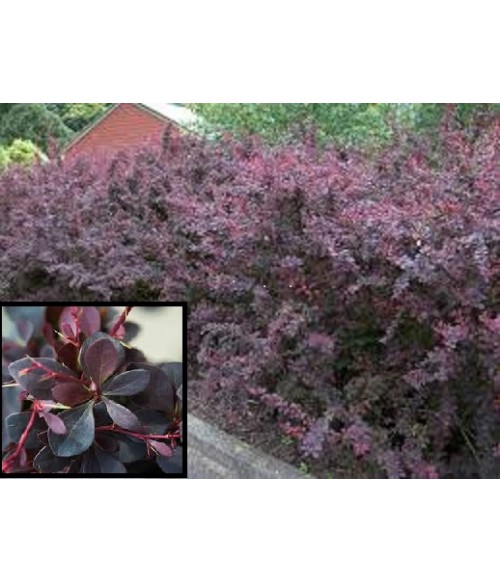 Барбарис тунберга Atropurpurea (Berberis thunbergii Atropurpurea) контейнер 5л Барбарис тунберга Atropurpurea (Berberis thunbergii Atropurpurea) контейнер 5л