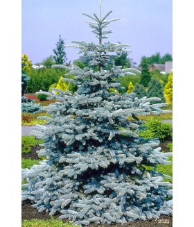 Ель колючая Эдит ( Edith ) контейнер 20 л , высота 120/140 см .