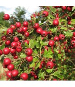 Боярышник Арнольда ( Crataegus arnoldiana ) контейнер 25 л .