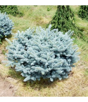 Ель колючая Glauca Globosa, контейнер, 60-80 см .