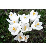 Крокус White.