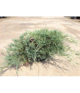 Можжевельник горизонтальный Глациер (Juniperus horizontalis Glacier),контейнер 5 л.