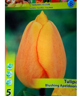 Тюльпан Blushing Apeldoorn.