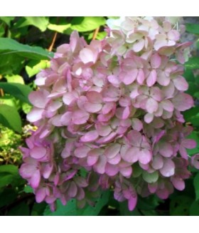 Гортензия метельчатая Angels Blush (Hydrangea paniculata) С
