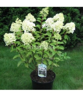 Гортензия метельчатая Bobo (Hydrangea paniculata) C7 40/60