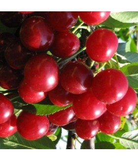 Вишня ХАРИТОНОВСКАЯ 120/160