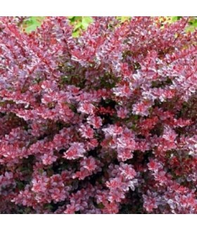 Барбарис тунберга Carmen (Berberis thunbergii) С5