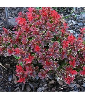 Барбарис тунберга Coronita (Berberis thunbergii) С5