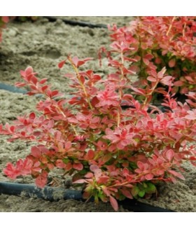 Барбарис тунберга Orange Carpet (Berberis thunbergii) C5