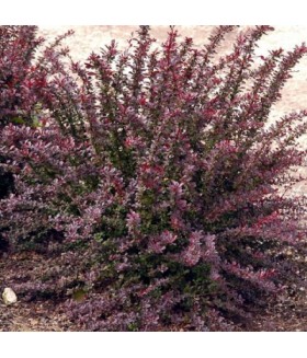 Барбарис тунберга Red Chief (Berberis thunbergii) С5											