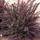 Барбарис тунберга Red Chief (Berberis thunbergii) С5											