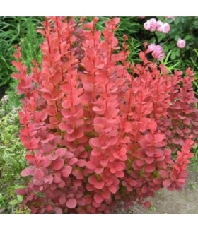 Барбарис тунберга Red Rocket (Berberis thunbergii) С5											