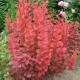 Барбарис тунберга Red Rocket (Berberis thunbergii) С5											