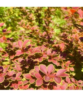 Барбарис тунберга Volcano (Berberis thunbergii) C5											