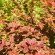 Барбарис тунберга Volcano (Berberis thunbergii) C5											