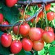 Черешня ЮЛИЯ 120/170																					