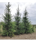 Лиственница Кемпфера (Larix japonica kaempferi) , контейнер 10 л .
