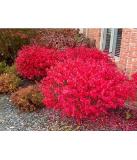 Бересклет крылатый Compactus ( Euonymus  alatus ) , контейнер 5 л .