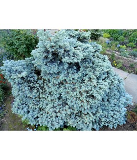 Ель колючая Мекки (Picea pungens Mecki), контейнер 10 л.