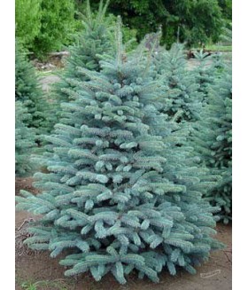  Ель колючая Марси (Picea pungens “Marci” ), высота 100+ см.