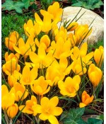 Крокус Yellow.