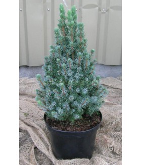 Ель канадская  Sander's Blue, контейнер 5 л