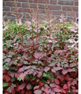 Астильба Колор Фреш  (Astilbe Color Flash) контейнер 2л